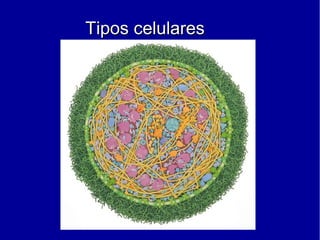 Tipos celularesTipos celulares
 