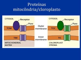 Proteínas
mitocôndria/cloroplasto
 
