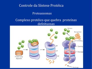 Controle da Síntese Protéica
Proteassomas
Complexo protéico que quebra proteínas
defeituosas
 