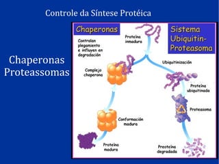 Controle da Síntese Protéica
Chaperonas
Proteassomas
 