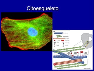CitoesqueletoCitoesqueleto
 