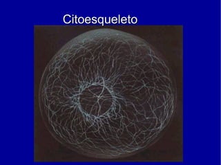 CitoesqueletoCitoesqueleto
 