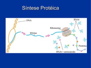 Síntese ProtéicaSíntese Protéica
 