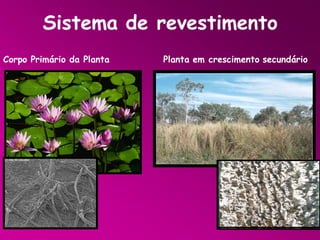 Sistema de revestimento
Corpo Primário da Planta

Planta em crescimento secundário

 