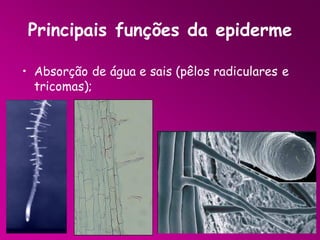 Principais funções da epiderme
• Absorção de água e sais (pêlos radiculares e
tricomas);

 
