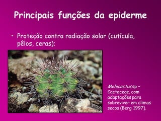 Principais funções da epiderme
• Proteção contra radiação solar (cutícula,
pêlos, ceras);

Melocactus sp –

Cactaceae, com
adaptações para
sobreviver em climas
secos (Berg 1997).

 