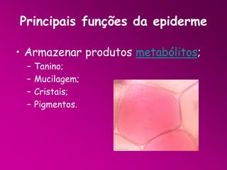 Principais funções da epiderme
• Armazenar produtos metabólitos;
–
–
–
–

Tanino;
Mucilagem;
Cristais;
Pigmentos.

 