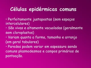 Células epidérmicas comuns
• Perfeitamente justapostas (sem espaços
intercelulares)
• São vivas e altamente vacuoladas (geralmente
sem cloroplastos)
• Variam quanto a forma, tamanho e arranjo
(em geral tabulares)
• Paredes podem variar em espessura sendo
comuns plasmodesmos e campos primários de
pontoação.

 