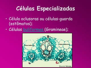Células Especializadas
• Célula oclusoras ou células-guarda
(estômatos);
• Células buliformes (Gramineae);

 