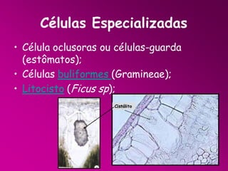 Células Especializadas
• Célula oclusoras ou células-guarda
(estômatos);
• Células buliformes (Gramineae);
• Litocisto (Ficus sp);
Cistólito

 