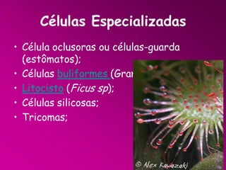 Células Especializadas
• Célula oclusoras ou células-guarda
(estômatos);
• Células buliformes (Gramineae);
• Litocisto (Ficus sp);
• Células silicosas;
• Tricomas;

 