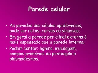 Parede celular
• As paredes das células epidérmicas,
pode ser retas, curvas ou sinuosas;
• Em geral a parede periclinal externa é
mais espessada que a parede interna;
• Podem conter: lignina, mucilagem,
campos primários de pontoação e
plasmodesmos.

 