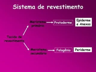Sistema de revestimento
Meristema
primário

Protoderme

Epiderme
e Anexos

Meristema
secundário

Felogênio

Periderme

Tecido de
revestimento

 