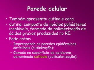Parede celular
• Também apresenta: cutina e cera.
• Cutina: composto de lipídios poliésteres
insolúveis, formado da polimerização de
ácidos graxos produzidos no RE.
• Pode estar:
– Impregnando as paredes epidérmicas
anticlinais (cutinização);
– Camada na superfície da epiderme,
denominada cutícula (cuticularização).

 