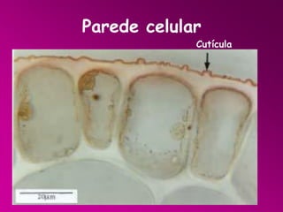 Parede celular

Cutícula
Cutícula

 
