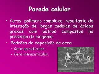Parede celular
• Ceras: polímero complexo, resultante da
interação de longas cadeias de ácidos
graxos com outros compostos na
presença de oxigênio.
• Padrões de deposição de cera:
– Cera epicuticular:
– Cera intracuticular.

 