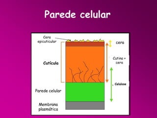 Parede celular
Cera
epicuticular

Cutícula

cera

Cutina +
cera

Celulose

Parede celular

Membrana
plasmática

 