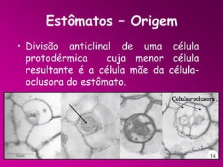 Estômatos – Origem
• Divisão anticlinal de uma célula
protodérmica
cuja menor célula
resultante é a célula mãe da célulaoclusora do estômato.
Celulas-oclusora

 