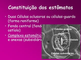 Constituição dos estômatos
• Duas Células oclusoras ou células-guarda
(forma reniforme)
• Fenda central (fenda estomática ou
ostíolo)
• Complexo estomático: células oclusoras
e anexas (subsidiárias).

 