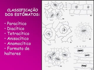 CLASSIFICAÇÃO
DOS ESTÔMATOS:

• Paracítico
• Diacítico
• Tetracítico
• Anisocítico
• Anomocítico
• Formato de
halteres

 