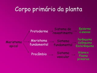 Corpo primário da planta

Protoderme
Meristema
apical

Sistema de
revestimento

Epiderme
e anexos

Meristema
fundamental

Sistema
fundamental

Parênquima
Colênquima
Esclerênquima

Procâmbio

Sistema
vascular

Xilema e
Floema
primários

 
