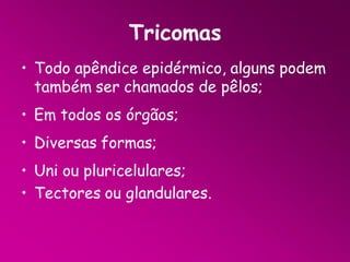 Tricomas
• Todo apêndice epidérmico, alguns podem
também ser chamados de pêlos;
• Em todos os órgãos;
• Diversas formas;
• Uni ou pluricelulares;
• Tectores ou glandulares.

 