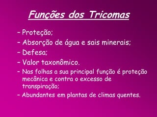 Funções dos Tricomas
– Proteção;
– Absorção de água e sais minerais;
– Defesa;
– Valor taxonômico.
– Nas folhas a sua principal função é proteção
mecânica e contra o excesso de
transpiração;
– Abundantes em plantas de climas quentes.

 