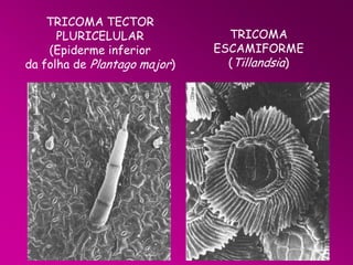 TRICOMA TECTOR
PLURICELULAR
(Epiderme inferior
da folha de Plantago major)

TRICOMA
ESCAMIFORME
(Tillandsia)

 