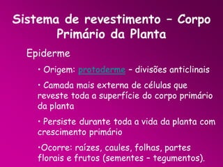 Sistema de revestimento – Corpo
Primário da Planta
Epiderme
• Origem: protoderme – divisões anticlinais
• Camada mais externa de células que
reveste toda a superfície do corpo primário
da planta
• Persiste durante toda a vida da planta com
crescimento primário
•Ocorre: raízes, caules, folhas, partes
florais e frutos (sementes – tegumentos).

 