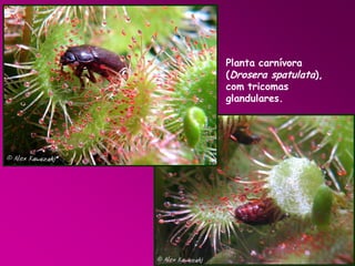 Planta carnívora
(Drosera spatulata),
com tricomas
glandulares.

 