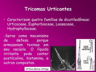 Tricomas Urticantes
• Caracterizam quatro famílias de dicotiledôneas:
Urticaceae, Euphorbiaceae, Loasaceae,
Hydrophyllaceae.
como mecanismo
de
defesa
porque
armazenam toxinas em
seu vacúolo. O líquido
irritante pode conter
acetilcolina, histamina, e
outros compostos.
Urtica dioica, Urtiga

Moore, 1995.

Strasburger, 1994

• Serve

 