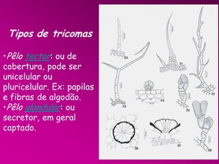 Tipos de tricomas
•Pêlo tector: ou de
cobertura, pode ser
unicelular ou
pluricelular. Ex: papilas
e fibras de algodão.
•Pêlo glandular: ou
secretor, em geral
captado.

 