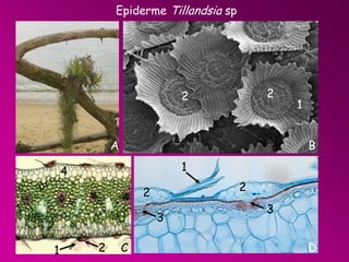 Epiderme Tillandsia sp

2

2

A

B
1

4

2

2
3
1

1

2

C

3
D

 