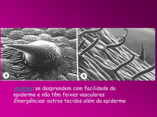 Acúleos: se desprendem com facilidade da

epiderme e não têm feixes vasculares
Emergências: outros tecidos além da epiderme

 