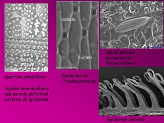 Idioblasto em
epiderme de

Heteranthera
Spartina densiflora

Epiderme de

Tradescantia sp

Papilas: proeminência
das parede periclinal
externa da epiderme

Epiderme Salvinia

 