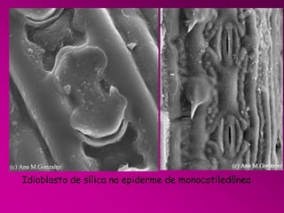 Idioblasto de sílica na epiderme de monocotiledônea

 