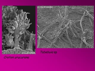 Tabebuia sp
Croton urucurana

 