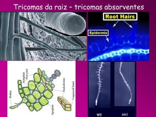 Tricomas da raiz – tricomas absorventes

 