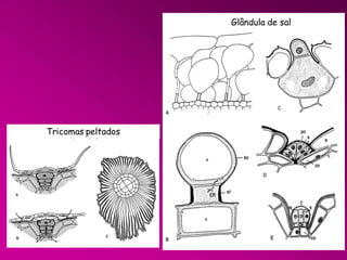 Glândula de sal

Tricomas peltados

 