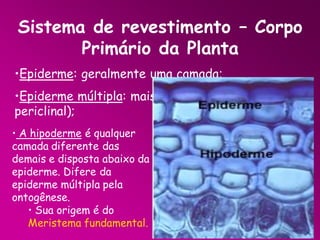 Sistema de revestimento – Corpo
Primário da Planta
•Epiderme: geralmente uma camada;
•Epiderme múltipla: mais de uma camada (divisão
periclinal);
• A hipoderme é qualquer
camada diferente das
demais e disposta abaixo da
epiderme. Difere da
epiderme múltipla pela
ontogênese.
• Sua origem é do
Meristema fundamental.

 
