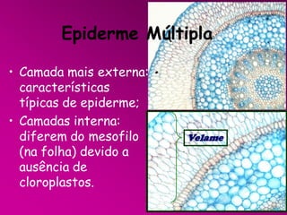 Epiderme Múltipla
• Camada mais externa:
características
típicas de epiderme;
• Camadas interna:
diferem do mesofilo
(na folha) devido a
ausência de
cloroplastos.

Velame

 