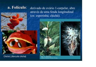 a. Folículo
a. Folículo: derivado de ovário 1-carpelar, abre
através de uma fenda longitudinal
(ex: esporinha; chichá).
Chichá (Sterculia chicha)
 