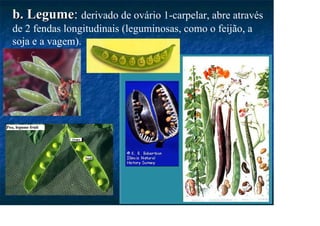 b. Legume
b. Legume: derivado de ovário 1-carpelar, abre através
de 2 fendas longitudinais (leguminosas, como o feijão, a
soja e a vagem).
 