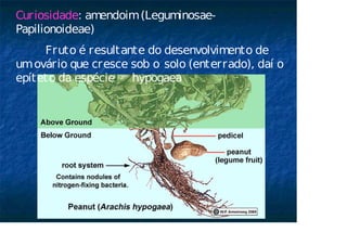 Curiosidade: amendoim(Leguminosae-
Papilionoideae)
Fruto é resultante do desenvolvimento de
umovário que cresce sob o solo (enterrado), daí o
epíteto da espécie hypogaea
 