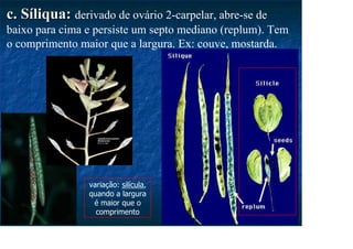 c. Síliqua:
c. Síliqua: derivado de ovário 2-carpelar, abre-se de
baixo para cima e persiste um septo mediano (replum). Tem
o comprimento maior que a largura. Ex: couve, mostarda.
variação: silícula,
quando a largura
é maior que o
comprimento
 