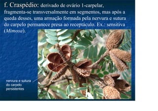f. Craspédio
f. Craspédio: derivado de ovário 1-carpelar,
fragmenta-se transversalmente em segmentos, mas após a
queda desses, uma armação formada pela nervura e sutura
do carpelo permanece presa ao receptáculo. Ex.: sensitiva
(Mimosa).
nervura e sutura
do carpelo
persistentes
 