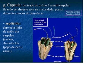 g. Cápsula:
g. Cápsula: derivado de ovário 2 a multicarpelar,
ficando geralmente seca na maturidade, possui
diferentes modos de deiscência:
- septicida:
septicida:
abre pela linha
de união dos
carpelos
(azaléia,
Aristolochia
(papo-de-peru),
cacau);
*cápsula carnosa:
Impatiens (beijo)
 