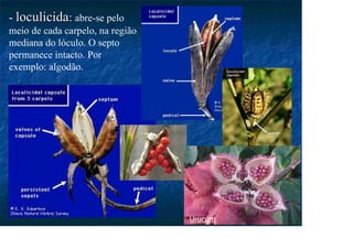 - loculicida
loculicida: abre-se pelo
meio de cada carpelo, na região
mediana do lóculo. O septo
permanece intacto. Por
exemplo: algodão.
Urucum
 