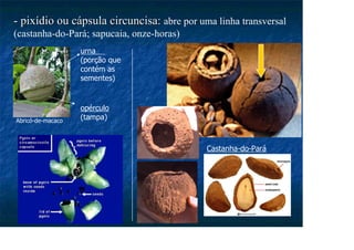 - pixídio ou cápsula circuncisa:
- pixídio ou cápsula circuncisa: abre por uma linha transversal
(castanha-do-Pará; sapucaia, onze-horas)
Abricó-de-macaco
urna
(porção que
contém as
sementes)
opérculo
(tampa)
Castanha-do-Pará
 