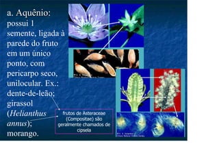 a. Aquênio
Aquênio:
possui 1
semente, ligada à
parede do fruto
em um único
ponto, com
pericarpo seco,
unilocular. Ex.:
dente-de-leão;
girassol
(Helianthus
annus);
morango.
frutos de Asteraceae
(Compositae) são
geralmente chamados de
cipsela
 